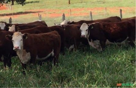 Imagem Venda de animais da raça Braford Imagem Venda de animais da raça Braford