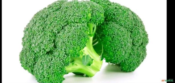 Brócolis no atacado Imagem Brócolis no atacado