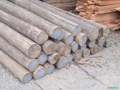 Eucalipto Tratado Imagem Eucalipto Tratado