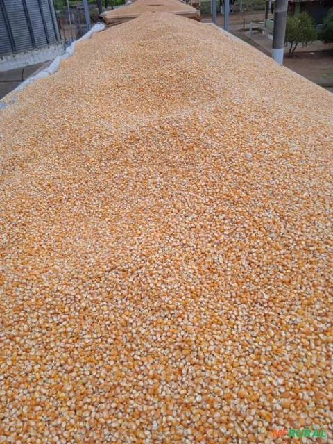 Imagem Milho Imagem Milho