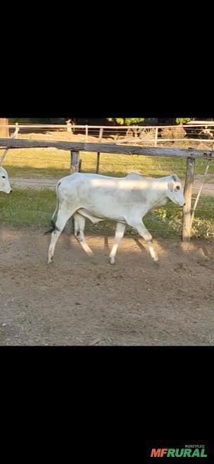 Garrote Nelore Imagem Garrote Nelore