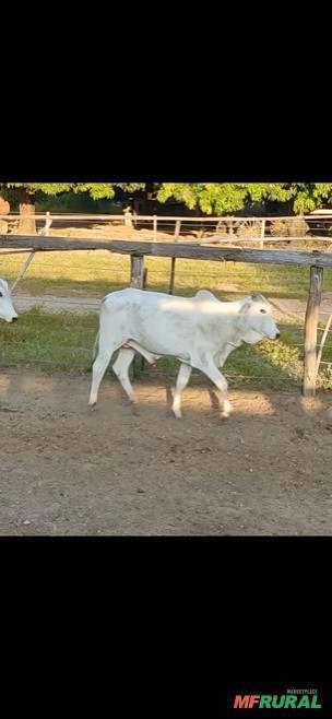 Imagem Garrote Nelore Imagem Garrote Nelore