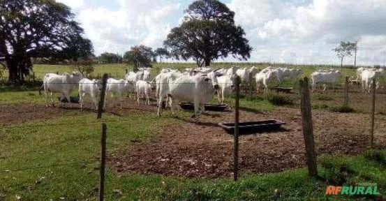 Fazenda em Iguapé