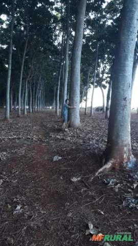 Imagem Madeira Serrada Mogno Africano no Atacado Imagem Madeira Serrada Mogno Africano no Atacado