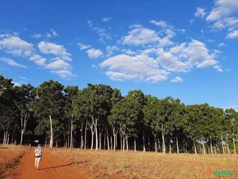 Imagem Madeira Serrada Mogno Africano no Atacado Imagem Madeira Serrada Mogno Africano no Atacado