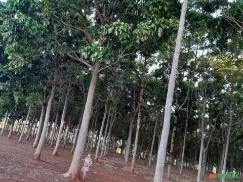 Imagem Madeira Serrada Mogno Africano no Atacado Imagem Madeira Serrada Mogno Africano no Atacado