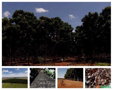 Imagem Madeira Serrada Mogno Africano no Atacado Imagem Madeira Serrada Mogno Africano no Atacado