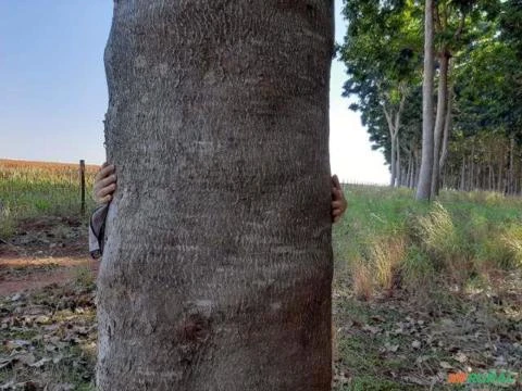 Imagem Madeira Serrada Mogno Africano no Atacado Imagem Madeira Serrada Mogno Africano no Atacado