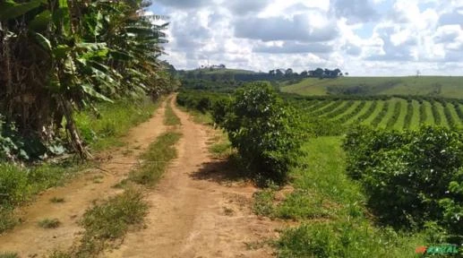 Fazenda em Cambuí, MG  0035