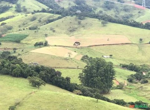 Fazenda Pouso Alegre, MG  0029