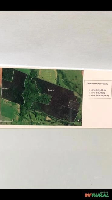 Eucalipto citriodoro a venda( floresta em pé) Região de Presidente Prudente -SP Imagem Eucalipto citriodoro a venda( floresta em pé) Região de Presidente Prudente -SP