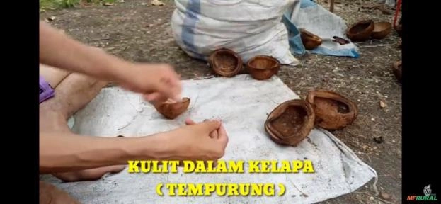 Compro quenga/quengo de coco seco Imagem Compro quenga/quengo de coco seco