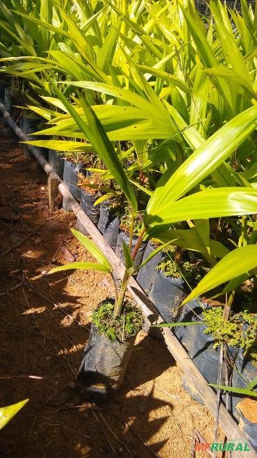 Mudas de açaí Imagem Mudas de açaí