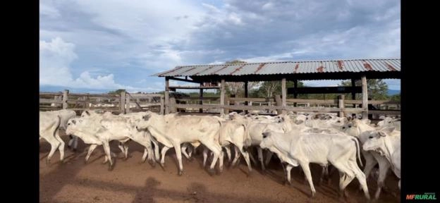 bezerros nelore- 12 meses - 50 bezerros a venda Imagem bezerros nelore- 12 meses - 50 bezerros a venda