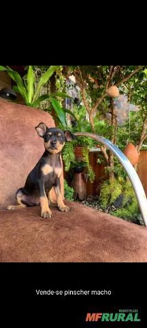 Filhote de pinscher macho