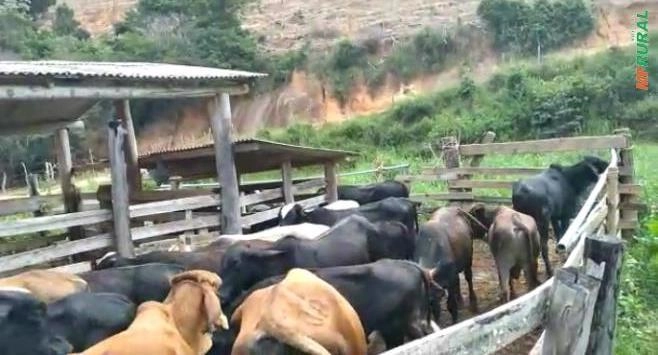 Vendo 36 novilhos filhos de guzerá e gir Imagem Vendo 36 novilhos filhos de guzerá e gir