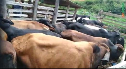 Imagem Vendo 36 novilhos filhos de guzerá e gir Imagem Vendo 36 novilhos filhos de guzerá e gir