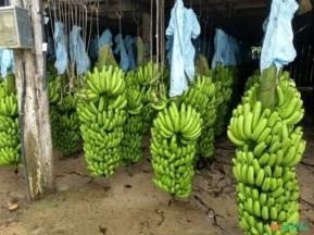 Saco Plástico com Proteção UV 80% para ensacar cacho banana