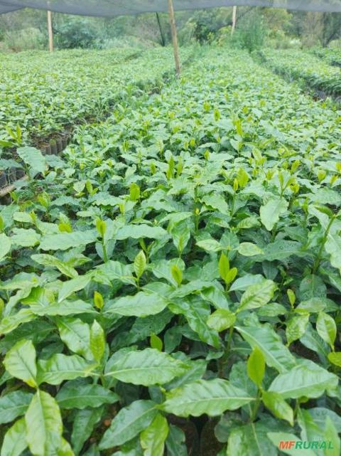 Imagem Mudas de café Imagem Mudas de café