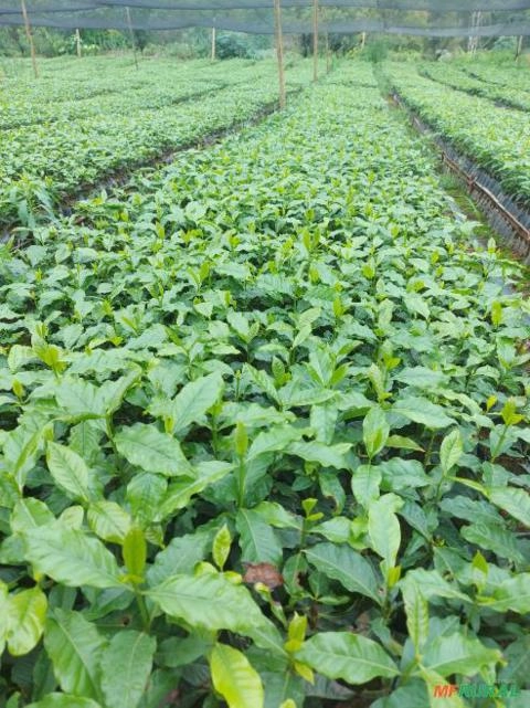 Imagem Mudas de café Imagem Mudas de café