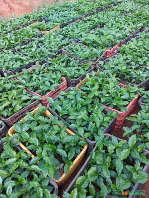 Imagem Mudas de café Imagem Mudas de café