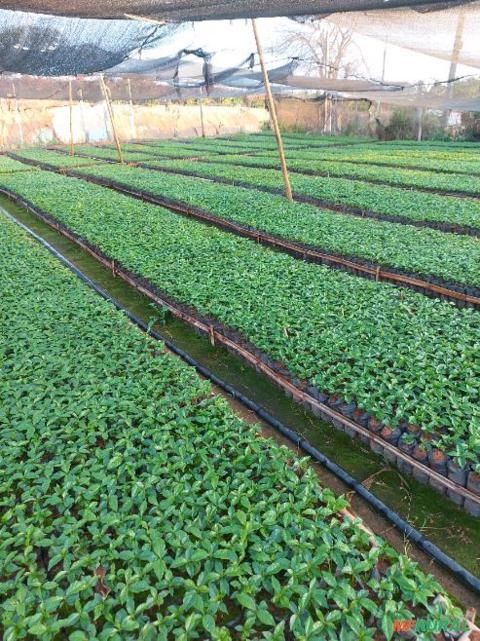 Imagem Mudas de café Imagem Mudas de café