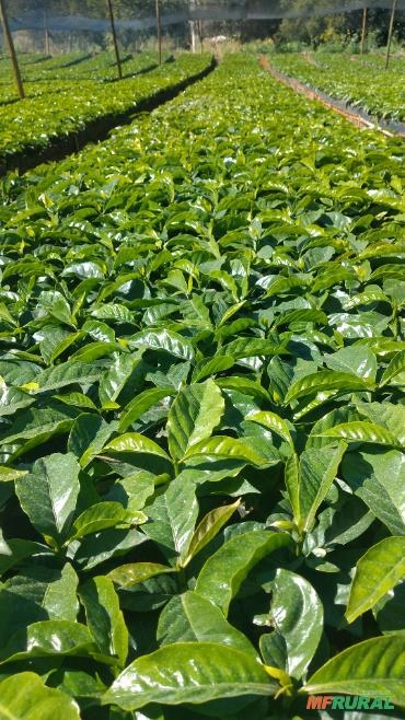 Imagem Mudas de café Imagem Mudas de café