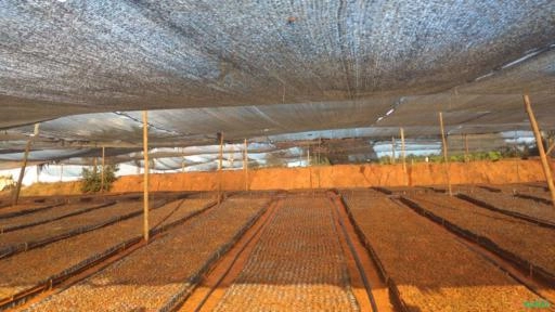 Imagem Mudas de café Imagem Mudas de café