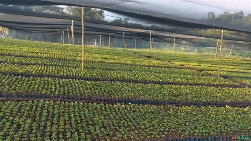 Imagem Mudas de café Imagem Mudas de café