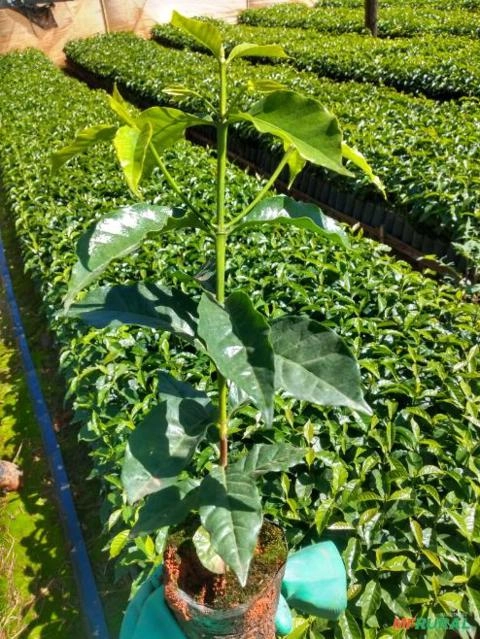 Imagem Mudas de café Imagem Mudas de café