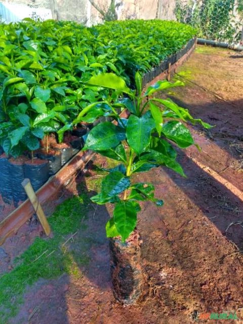 Imagem Mudas de café Imagem Mudas de café