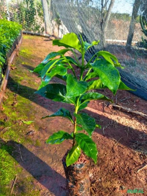 Imagem Mudas de café Imagem Mudas de café