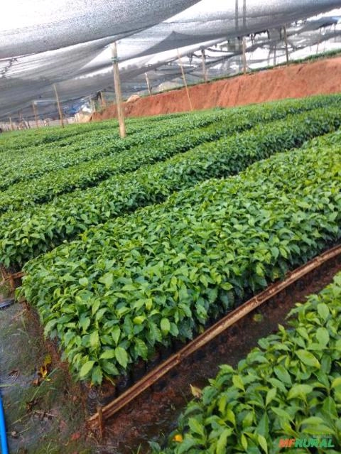 Imagem Mudas de café Imagem Mudas de café