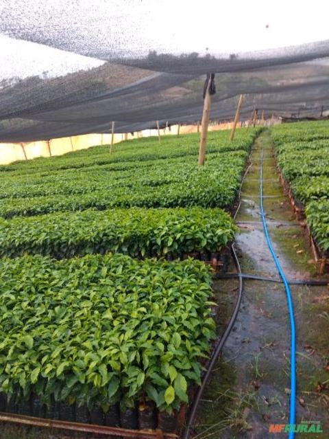 Imagem Mudas de café Imagem Mudas de café