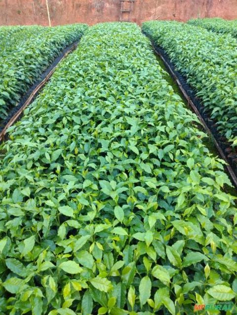 Imagem Mudas de café Imagem Mudas de café