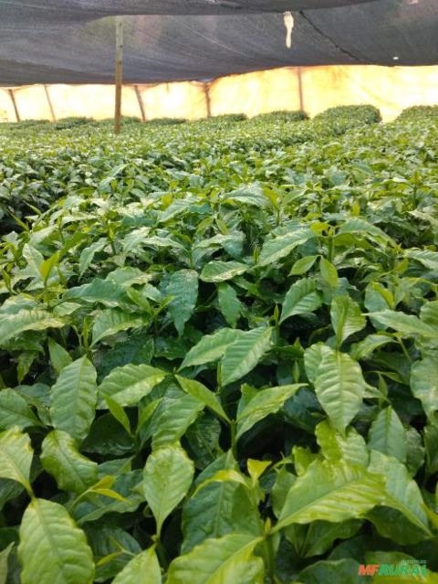 Imagem Mudas de café Imagem Mudas de café