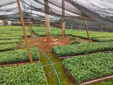 Imagem Mudas de café Imagem Mudas de café