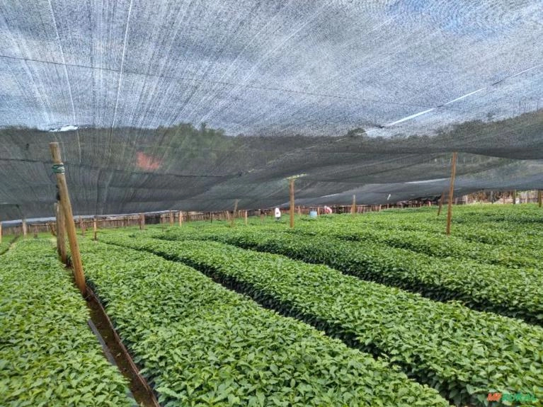 Mudas de café Imagem Mudas de café