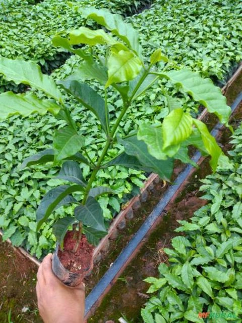 Imagem Mudas de café Imagem Mudas de café