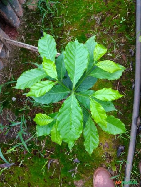 Imagem Mudas de café Imagem Mudas de café