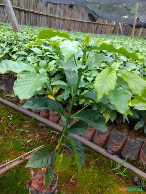 Imagem Mudas de café Imagem Mudas de café