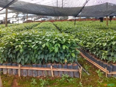 Imagem Mudas de café Imagem Mudas de café