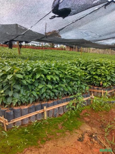 Imagem Mudas de café Imagem Mudas de café