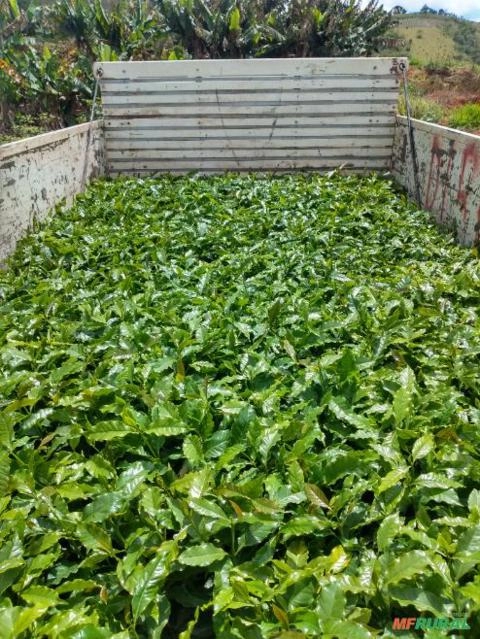 Imagem Mudas de café Imagem Mudas de café