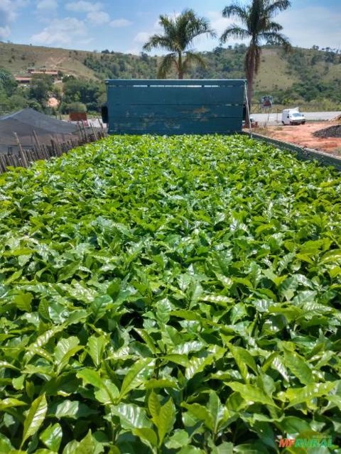 Imagem Mudas de café Imagem Mudas de café