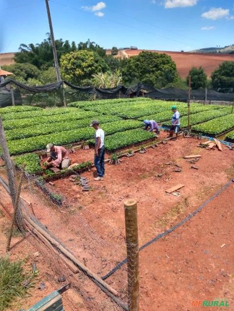 Imagem Mudas de café Imagem Mudas de café