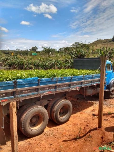 Imagem Mudas de café Imagem Mudas de café