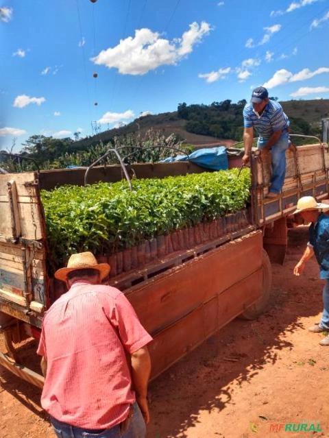 Imagem Mudas de café Imagem Mudas de café