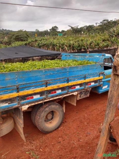 Imagem Mudas de café Imagem Mudas de café