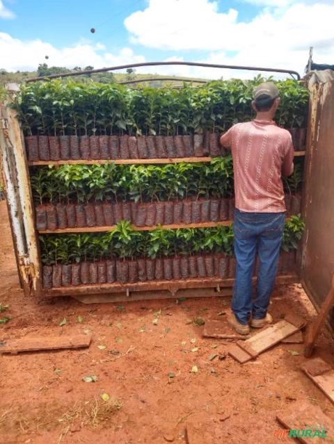 Imagem Mudas de café Imagem Mudas de café